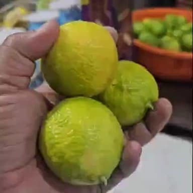 कल्पा: किन्नौर के ठंडा इलाका कल्पा क्षेत्र में तैयार हो रहा नींबू, रिकांग पिओ के एक व्यापारी ने साझा किया वीडियो