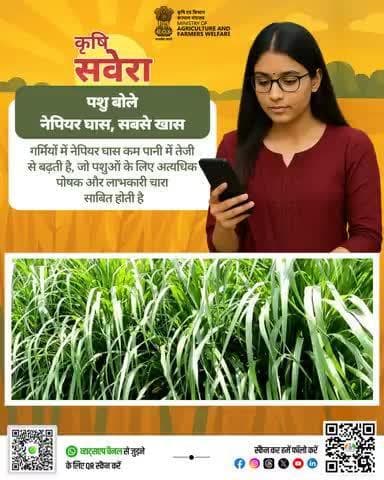 नई सुबह, नई सोच
कृषि सवेरा के साथ खुशहाल किसान और समृद्ध खेत!#AgriGoI #Agriculture #KrishiSavera