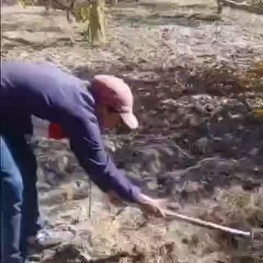 सांगला: पतझड़ के मौसम के दौरान लोगों ने बगीचों से पीले पत्ते उठाने और खेतों में बरसात से पूर्व काम शुरू किया, वीडियो आया सामने