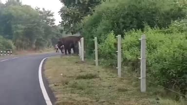 ହିନ୍ଦୋଳ: ପାଇକପୁରୁଣା କୋଟ ନିକଟ ଜଙ୍ଗଲରେ ହାତୀ ପଲ