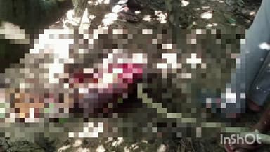 नागभिर: शिंदि आणायला जंगलात गेलेल्या इसम वाघाच्या हल्ल्या ठार मेंडकी परिसरातील घटना