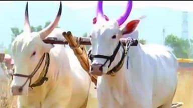 सेनगाव: आडोळ येथे दोन दिवसीय जंगी शंकरपाटाचे होणार आयोजन, मान्यवरांच्या हस्ते विजेत्या बैलजोड्यांना मिळणार बक्षीस