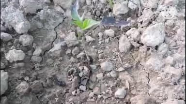 মৰঙী: মৰঙি কৰ্দৈগুৰীত শুঁৰ পোকৰ সন্ত্ৰাসত ঘৰ এৰিছে একাংশ লোকে,শ শ বিঘা খেতিৰ মাতি লগতে ঘৰৰ ভিতৰত সোমাইছে শুঁৰ পোক