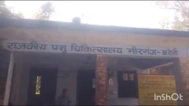 मीरगंज: भैंस की मौत से मचा हड़कंप, झोलाछाप डॉक्टर पर लापरवाही का आरोप