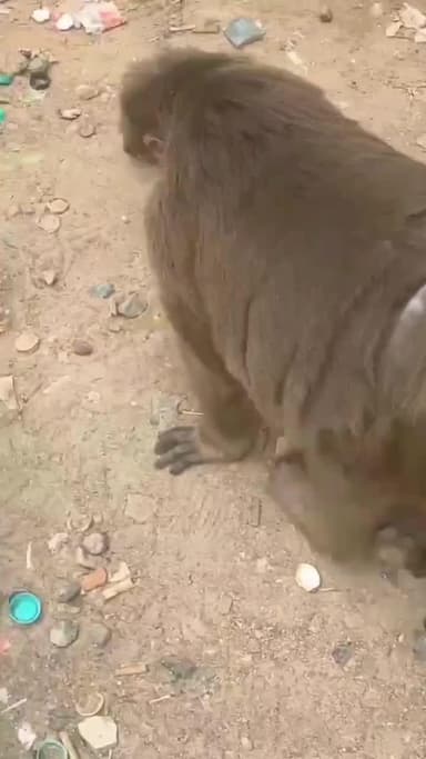 வேளச்சேரி: தாம்பரம்: மேடவாக்கம் பகுதியில் உள்ள மதுபான கடையில் குரங்குக்கு கொய்யாப்பழம் கொடுத்த அது போதை ஆசாமி கையை கடித்த குரங்கு வீடியோ வைரல்