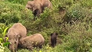 வால்பாறை: கல்லார் எஸ்டேட் பகுதி காட்டு யானை கூட்டம்