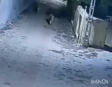 જાફરાબાદ: જાફરાબાદના સરવડા ગામે 2 સિંહીઓની લટાર, શિકારની શોધમાં શેરીમાં ફરતા સિંહોના વીડિયો સોશિયલ મીડિયામાં વાયરલ