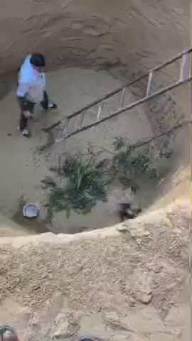 सिद्धमुख: बघेला में नवनिर्माणाधीन कुंड में गिरा दुर्लभ वन्य जीव साही, नरेन्द्र सांगवान ने किया रेस्क्यू और लिलकी बीहड़ में छोड़ा