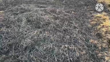 चंडी: गुंजरचक गांव में पराली जलाने से धान के खेत में लगी आग, ग्रामीणों ने बुझाई