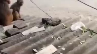 मुगलसराय: मुगलसराय अलीनगर में बंदरों के आतंक से लोग परेशान, अब तक कई लोग घायल हो चुके हैं