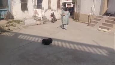 ਸੁਲਤਾਨਪੁਰ ਲੋਧੀ: ਕੁੱਤਿਆਂ ਦੇ ਮਾਮਲੇ ਵਿੱਚ ਸੁਪਰੀਮ ਕੋਰਟ ਵੱਲੋਂ ਆਏ ਫੈਸਲੇ ਦਾ ਸੁਲਤਾਨਪੁਰ ਲੋਧੀ ਦੇ ਲੋਕਾਂ ਨੇ ਕੀਤਾ ਸਵਾਗਤ