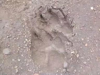 सिहोरा: पोंडा, डुंगरिया, सरदा, कुर्रे सिद्धन और मोहसाम में तेंदुए के मूवमेंट से ग्रामीण दहशत में