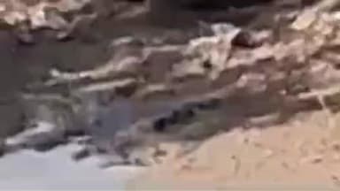 पीपलदा: खातोली क्षेत्र के भवानीपुरा माइनर में आया मगरमच्छ, किसान दहशत में वन विभाग को दी सूचना