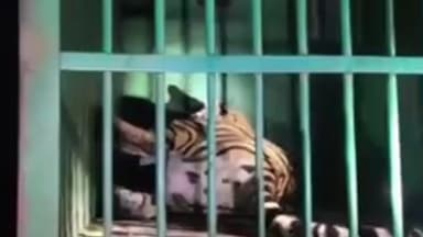 सावली: डोनाळा परिसरात वर शिरशीबिटात एकाच दिवशी वनविभागाने दोन वाघांना रेस्क्यू करून केले जेरबंद