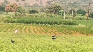 గిద్దలూరు: బేస్తవారిపేట మండలం పూసలపాడు గ్రామ సమీపంలో సందడి చేసిన నెమళ్లు, పొలాల్లో తిరుగుతూ సందడి