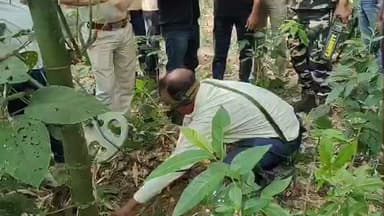 রানিনগর ২: রাণীনগরে কী এমন হল? থানা ছেড়ে জঙ্গলে থানার OC ও CI, উদ্ধার ২ বালতি সকেট বোম