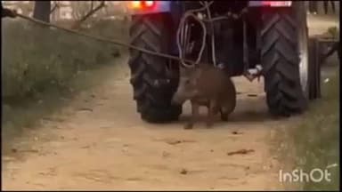 सादाबाद: नगला बिजना में खेत में काम कर रहे किसानों पर जंगली सूअर ने किया हमला, ग्रामीणों ने घेराबंदी कर उसे काबू किया