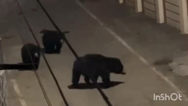 मनेंद्रगढ़ सर्कस ग्राउंड के पास भालू और दो शावकों का विचरण, वीडियो हुआ वायरल