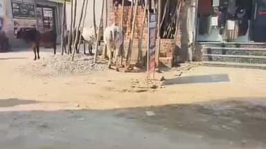 ਮਲੇਰਕੋਟਲਾ: ਅਵਾਰਾ ਪਸ਼ੂਆਂ ਤੋਂ ਨੇ ਲੋਕ ਪਰੇਸ਼ਾਨ ਦੇ ਰਹੇ ਨੇ ਵੱਡੇ ਹਾਦਸਿਆਂ ਨੂੰ ਸੱਦਾ