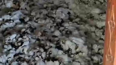 सेनगाव: देवघरातील दिव्यामुळे साठवण करून ठेवलेल्या कापसाला लागली आग, शेतकऱ्याचे मोठे नुकसान