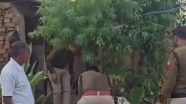 माडा: माडा पुलिस ने 12 किलो गांजे का हरा पेड़ किया ज़ब्त, थाना प्रभारी ने आरोपी को किया गिरफ्तार