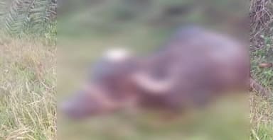 चंदिया: केना रेलवे गेट के पास हादसा, ट्रेन की टक्कर से भैंस गंभीर रूप से घायल