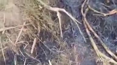 बुढ़नपुर: पिपरी गांव में किसानों की लापरवाही से गन्ने के खेत में लगी आग, 6 बीघा गन्ना की फसल लाखों की जलकर हुई राख