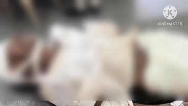 आगर: आगर सुसनेर मार्ग पर चामड़दा के पास इक्को वाहन की टक्कर से 40 वर्षीय व्यक्ति की मौत