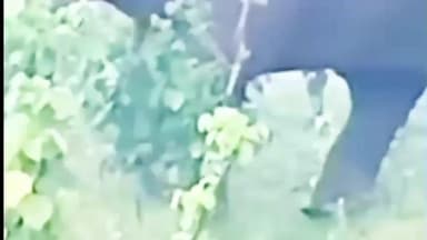 ಬೇಲೂರು: ಜಗಬೋರನಹಳ್ಳಿ ಗ್ರಾಮದ ಬಳಿ ದಂತ ಮುರಿದುಕೊಂಡ ಕಾಡಾನೆ ಭೀಮಾ ನಾಪತ್ತೆ