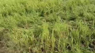 ओडगी: सूरजपुर जिले के नवडीहा गांव में बीती रात जंगली हाथी ने धान फसल का जमकर किया चौपट