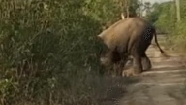 जैतहरी: चोलना बीट में हाथी का तांडव, बालक दास कोल के मकान को भारी नुकसान