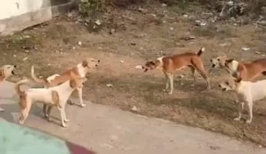 बिलहरी और आसपास के गांवों में आवारा कुत्तों का आतंक, ग्रामीण भयभीत, प्रशासन मौन