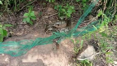 ঝালদা ১: মারচা গ্রামে বেড়া জালে আটকে বিশালাকৃতির পাইথন