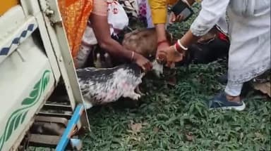 খানাকুল ১: স্বনির্ভর করতে মহিলাদের ছাগল বিতরণ ব্লক ও পঞ্চায়েত সমিতির