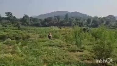 ଜି ଉଦୟଗିରି: ସାରାଙ୍ଗଗଡ ଅଞ୍ଚଳ ରେ ଏକର ଏକର ଜମିରେ ଲଗାଯାଇଥିବା ଗଞ୍ଜେଇ ଗଛ କୁ ନଷ୍ଟ କଲା ପୋଲିସ