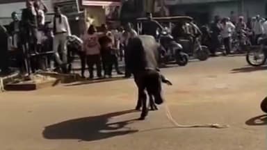 शिवपुरी नगर: शिवपुरी की सड़कों पर पंजाब से आया भैंसा बेकाबू होकर दौड़ा, चार किलोमीटर तक मचाई अफरातफरी