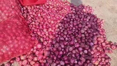 खंडवा: खंडवा में प्याज की मार: ₹6 किलो पर भी खरीदार नहीं, किसान बोले- क्या खेती छोड़ दें?