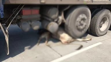 आर्णी: कोसदनी घाटात दुदैवी अपघात; ट्रॅक च्या धडकेत 4 गायी जागीच ठार तर 3 गायी गंभीर जखमी