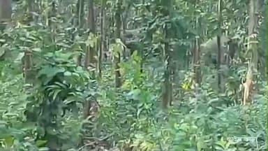 জামবনি: হাতি ও মানুষের সংঘাত এড়াতে জামবনি ব্লকে হাতির গতিবিধি প্রকাশ করল বনদপ্তর