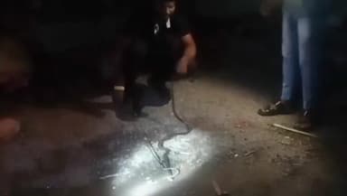 राहुरी: वळण येथे विषारी सर्प आढळून आल्याने घबराहट, सर्पमित्राने सिताबिने पकडून