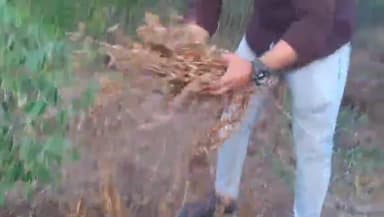 तेल्हारा: जिल्ह्यातील दुधाळा गावांमध्ये खरीप हंगामामध्ये सोयाबीन व तूर पिकाची लागवड केली होती शेतकऱ्याचे नुकसान