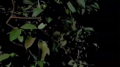 বিনপুর ২: বেলপাহাড়ী তথা সমগ্র জঙ্গলমহল জুড়ে শীতের আমেজ