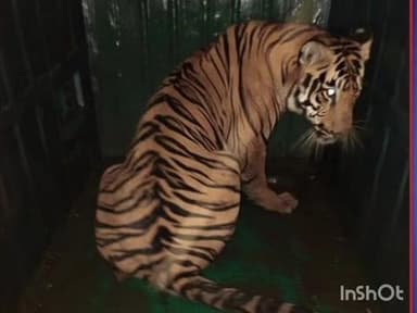 चिमूर: चिमूर तालुक्यात अवैद्य नरभक्षक कालू वाघ जेरबंद