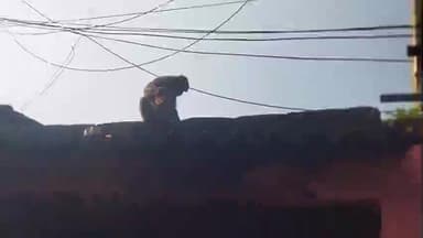 नोआमुंडी: जंगली बंदरों के उत्पात से मां मनसा मंदिर टोला के ग्रामीण परेशान