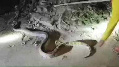 ছাতনা: ঝাঁটিপাহাড়ীতে চাঞ্চল্য; রাতের অন্ধকারে ধরা পড়ল ৮ ফুটের রক পাইথন, উদ্ধার বনদপ্তরের