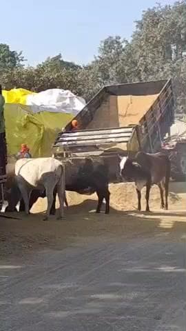 बीसलपुर: डिप्टी आरएमओ ने शासन को पत्र लिखा, दूर स्थित राइस मिल की जगह नजदीकी राइस मिल अटैच करने की रखी मांग