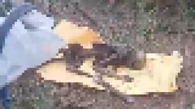 আউশগ্রাম ২: আউশগ্রামের ডাঙ্গাপাড়ায় জঙ্গল লাগোয়া ধানজমি থেকে উদ্ধার হওয়া নরকঙ্কাল ময়নাতদন্তের জন্য বর্ধমানে পাঠালো পুলিশ