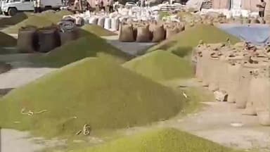 मेड़ता: मेड़ता सिटी कृषि मंडी में मूंग के भाव स्थिर रहे