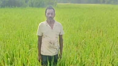 चाकुलिया: लखन के धान में बालियां नहीं आने से किसानों को भारी नुकसान की आशंका