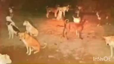 महाड: रायगड जिल्ह्यात रस्त्यात मोकाट कुत्र्यांची दहशत; बंदोबस्ताची ग्रामस्थांची मागणी